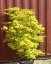 Acer palmatum 'Summer Gold' - Varianty: ko12l velikost 80-100