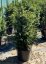 Taxus baccata - Varianty: CU65 velikost 140-160