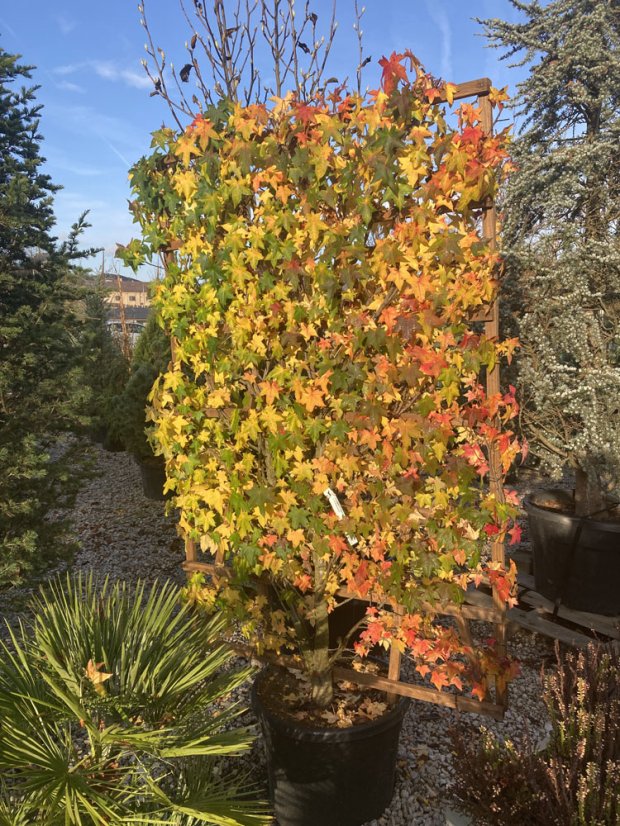 Liquidambar styraciflua