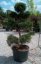 Pinus sylvestris - Varianty: ko285l velikost 200-225