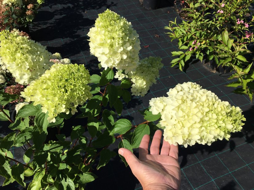 Hydrangea paniculata 'Limelight' ®