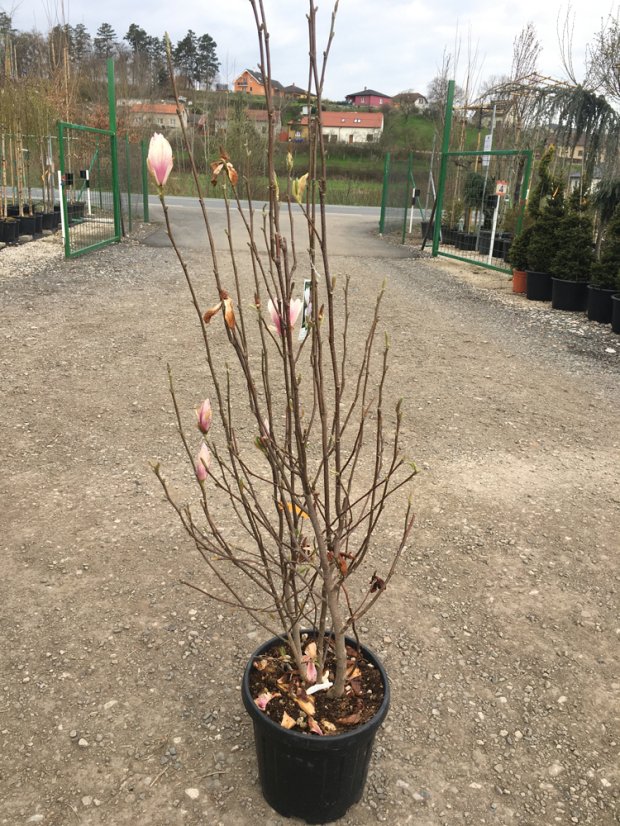 Magnolia soulangeana - Varianty: ko35l velikost 175-200
