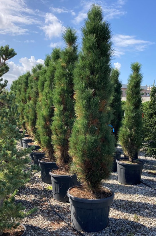Pinus nigra 'Green Tower' - Varianty: ko25l velikost 60-80