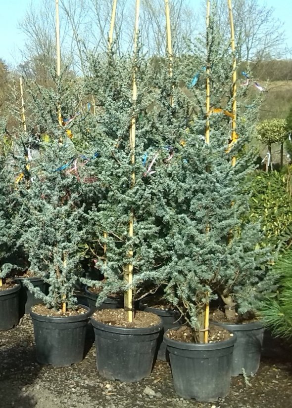 Cedrus atlantica 'Glauca'