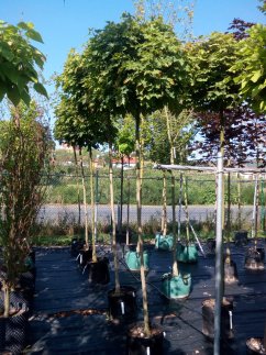 Acer platanoides 'Globosum'