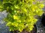 Fagus sylvatica 'Dawyck Gold' - Varianty: ko230l velikost 550-600