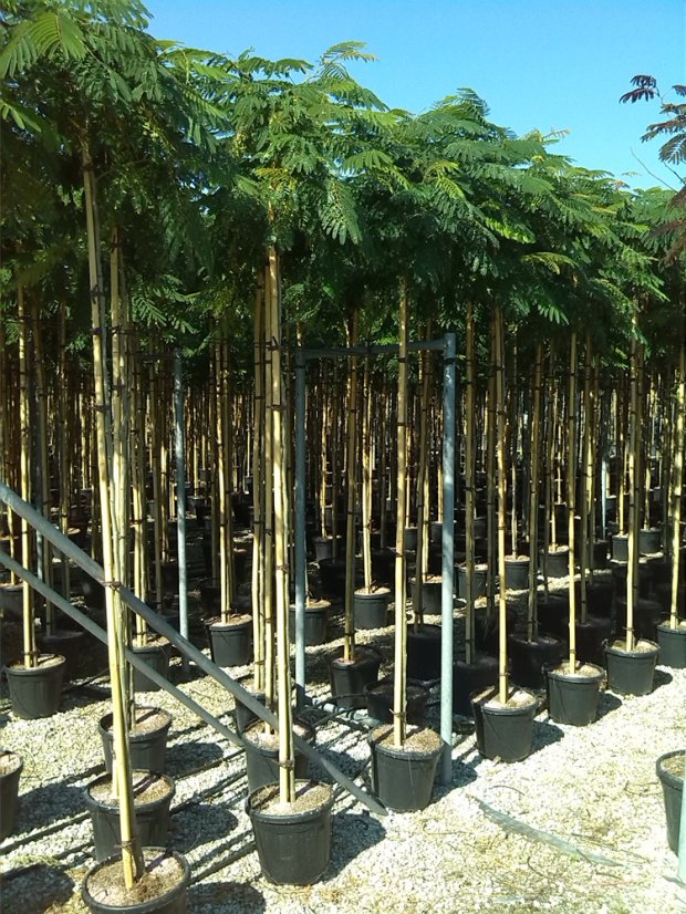 Albizia julibrissin 'Ombrella'