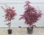 Acer palmatum 'Bloodgood' - Varianty: ko180l velikost 250-300