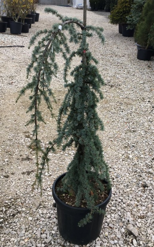 Cedrus atlantica 'Glauca Pendula' - Varianty: ko230l velikost ok 30-35