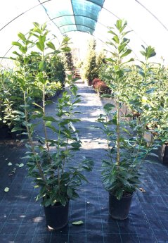 Prunus laurocerasus 'Caucasica'
