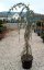 Cedrus atlantica 'Glauca Pendula' - Varianty: ko35l velikost ok 10-12