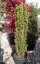 Taxus baccata 'Fastigiata Aurea' - Varianty: ko30l velikost 100-125