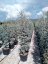 Cedrus atlantica 'Glauca'