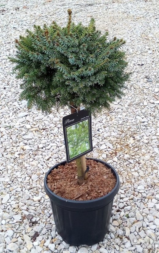 Picea omorika 'Nana'
