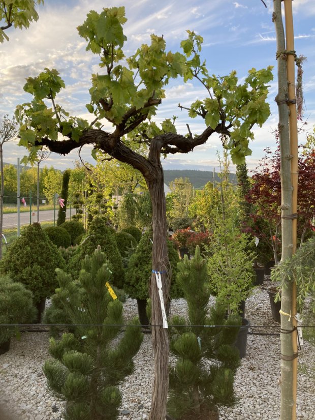Vitis vinifera - Varianty: "Jarka" ko20l kmen 100 bílé bezsemenné