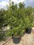 Magnolia stellata - Varianty: ko18l velikost 100-125