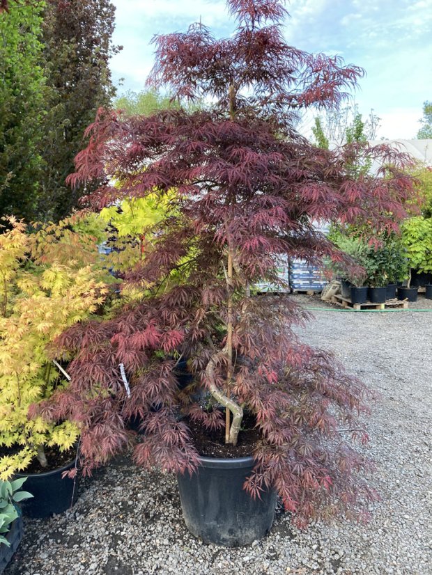 Acer palmatum 'Tamukeyama'