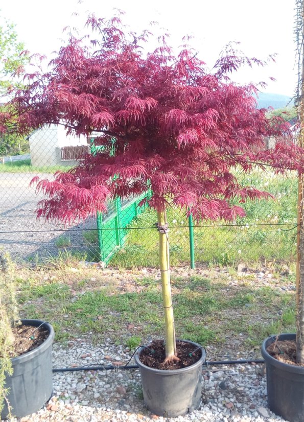Acer palmatum 'Tamukeyama'