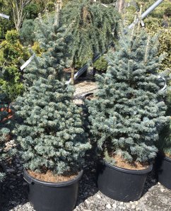 Abies lasiocarpa 'Compacta'