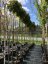 Acer platanoides 'Globosum'