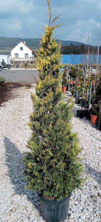Cupresocyparis leylandii 'Golden Rider'