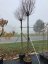 Prunus fruticosa ‘'Globosa' - Varianty: ko45l velikost ok 14-16