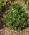 Pinus leucodermis 'Satelit'