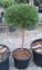 Pinus nigra 'Brepo' ® - Varianty: ko10l velikost 30-40