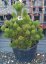 Pinus leucodermis 'Satelit' - Varianty: ko20l velikost 60-80