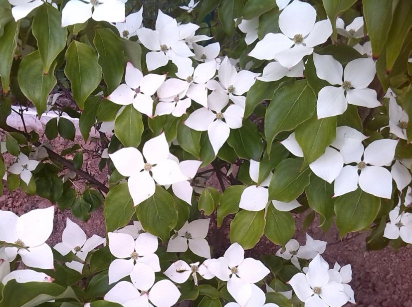 Cornus kousa 'Schmetterling'