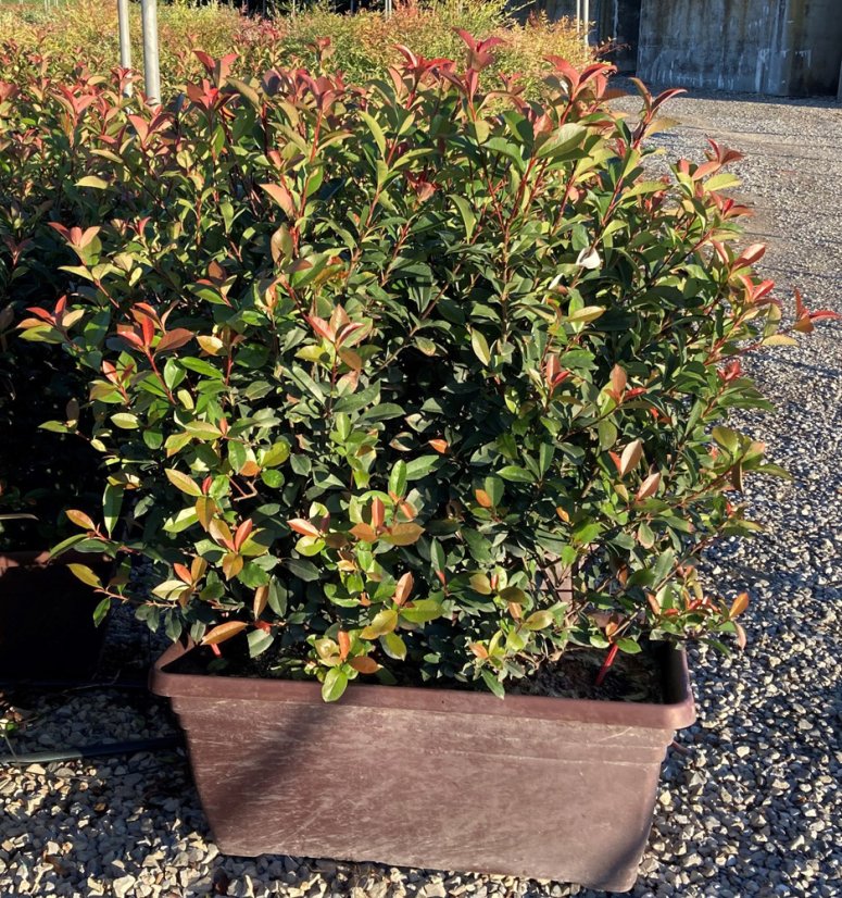 Photinia x fraseri 'Carré Rouge'