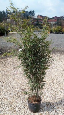 Phyllostachys nigra