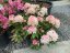 Rhododendron x hybridum