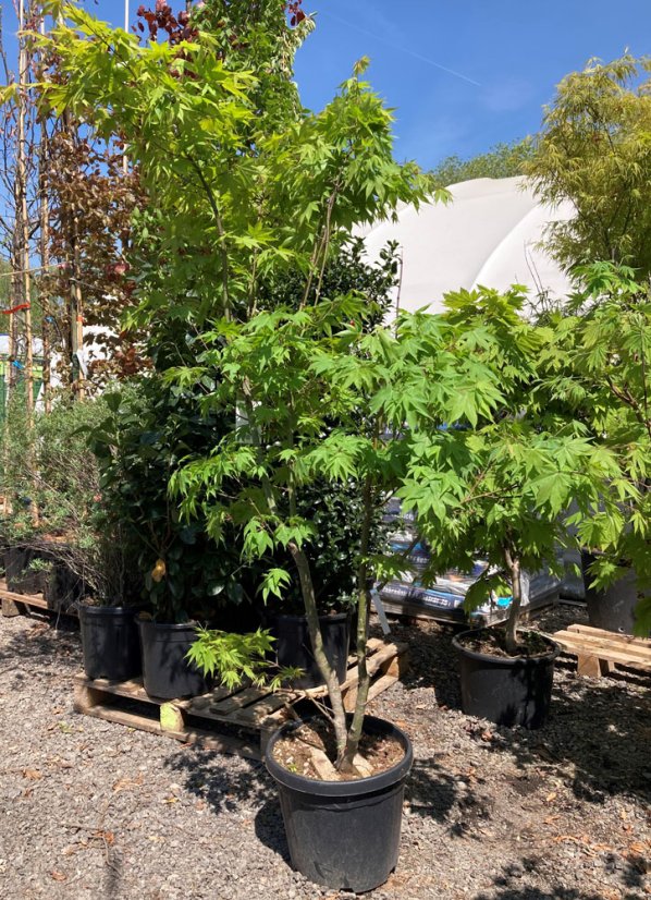 Acer palmatum 'Sangokaku' - Varianty: ko35l velikost 200-250