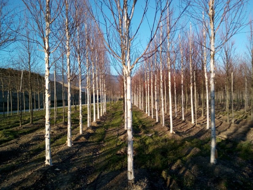 Betula jacquemontii - Varianty: ko35l velikost 200-250 vícekmen