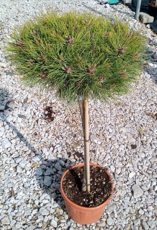 Pinus nigra 'Brepo' ® - Varianty: ko10l velikost 30-40
