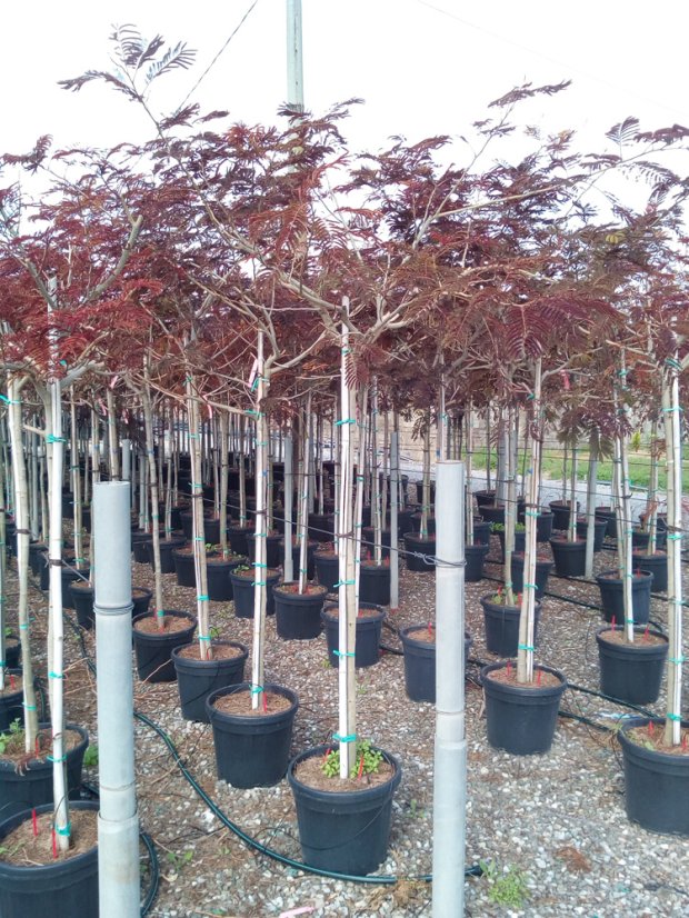 Albizia julibrissin 'Summer Chocolate'