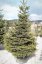 Abies nordmanniana - Varianty: ko130l velikost 225-250