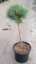Pinus sylvestris 'Watererii'