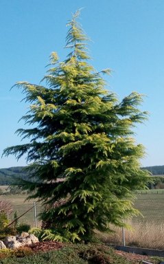 Cedrus deodara 'Aurea'