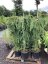 Larix kaempferi 'Stiff Weeper' - Varianty: ko15l kmen 200