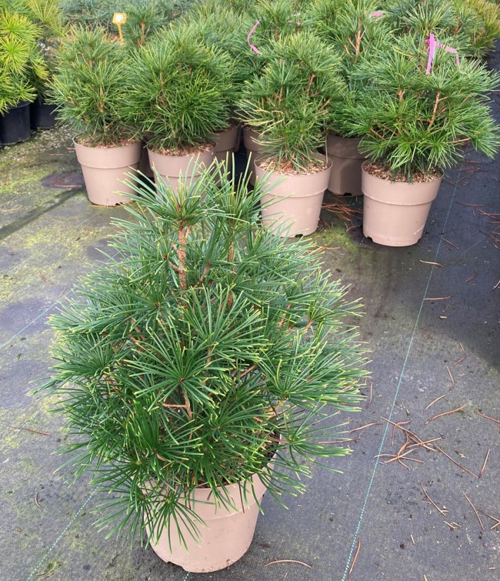 Sciadopitys verticillata