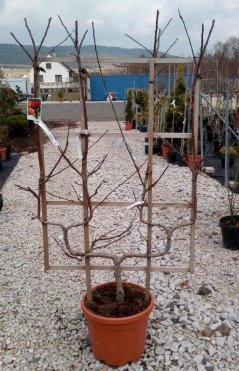 Malus domestica 'Royal Gala'