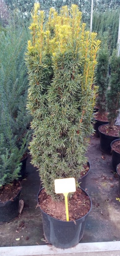 Taxus baccata 'David' - Varianty: ko50l velikost 100-120