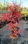 Acer palmatum 'Sketeer´s Broom'