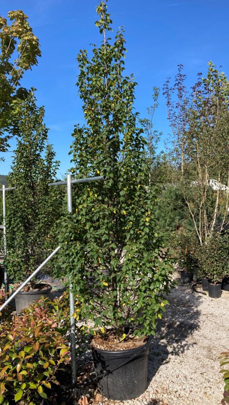Carpinus betulus 'Lucas' - Varianty: ko50l velikost 250-300