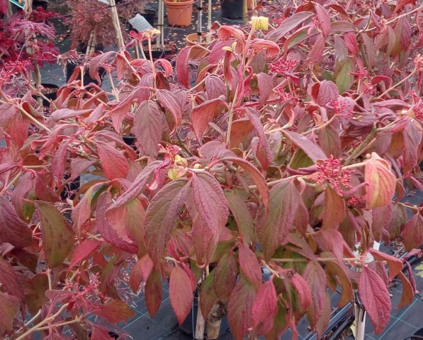Viburnum plicatum 'Watanabe' - Varianty: ko17l kmen 80