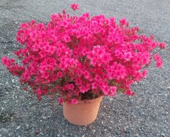 Azalea japonica