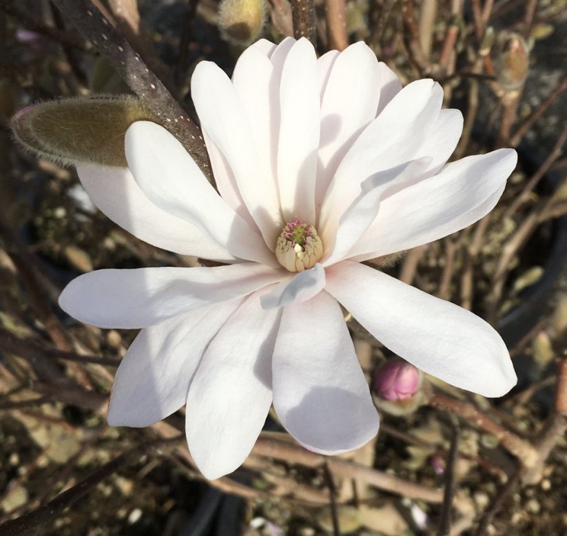 Magnolia stellata 'Rosea'