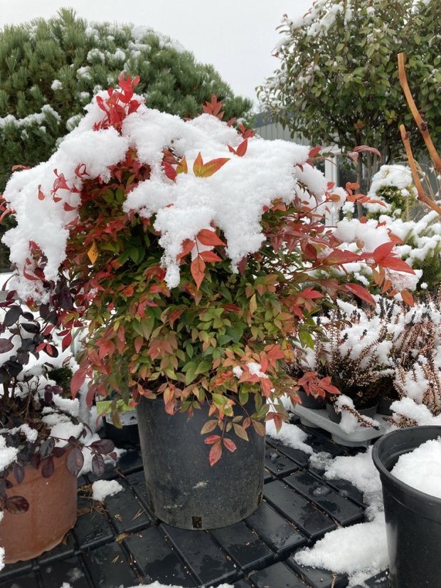 Nandina domestica 'Gulf Stream' - Varianty: ko10l velikost 30-40